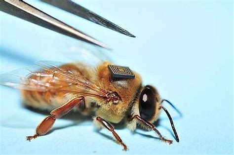 rfid tags bees|honey bee tagging.